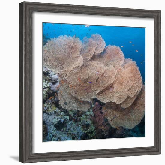 Close-Up of Giant Sea Fan Coral, Ras Mohammed Nat'l Pk, Off Sharm El Sheikh, Egypt-Mark Doherty-Framed Photographic Print