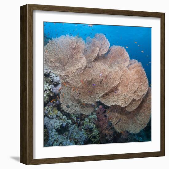 Close-Up of Giant Sea Fan Coral, Ras Mohammed Nat'l Pk, Off Sharm El Sheikh, Egypt-Mark Doherty-Framed Photographic Print