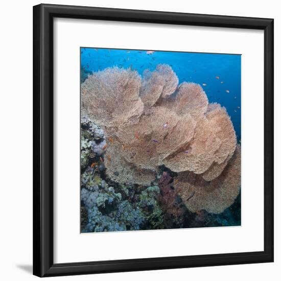 Close-Up of Giant Sea Fan Coral, Ras Mohammed Nat'l Pk, Off Sharm El Sheikh, Egypt-Mark Doherty-Framed Photographic Print