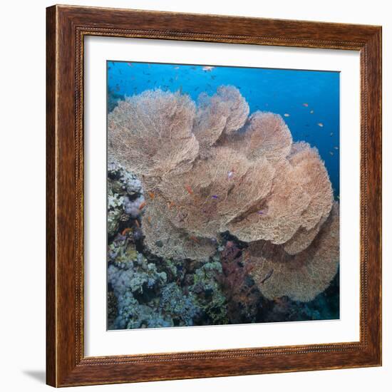 Close-Up of Giant Sea Fan Coral, Ras Mohammed Nat'l Pk, Off Sharm El Sheikh, Egypt-Mark Doherty-Framed Photographic Print