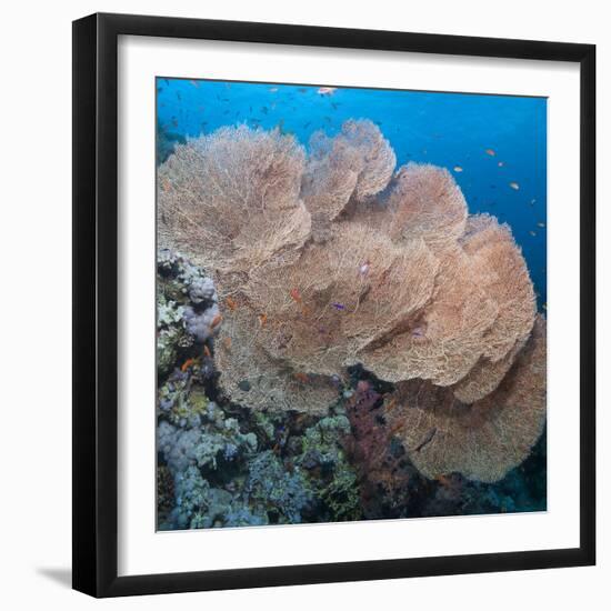 Close-Up of Giant Sea Fan Coral, Ras Mohammed Nat'l Pk, Off Sharm El Sheikh, Egypt-Mark Doherty-Framed Photographic Print