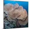 Close-Up of Giant Sea Fan Coral, Ras Mohammed Nat'l Pk, Off Sharm El Sheikh, Egypt-Mark Doherty-Mounted Photographic Print