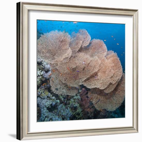 Close-Up of Giant Sea Fan Coral, Ras Mohammed Nat'l Pk, Off Sharm El Sheikh, Egypt-Mark Doherty-Framed Photographic Print