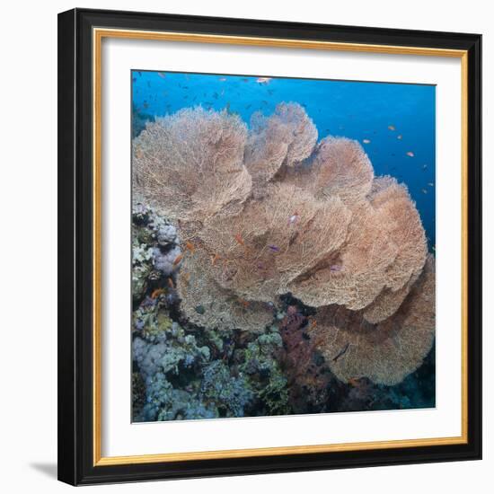 Close-Up of Giant Sea Fan Coral, Ras Mohammed Nat'l Pk, Off Sharm El Sheikh, Egypt-Mark Doherty-Framed Photographic Print