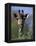 Close-up of Giraffe Feeding, South Africa-William Sutton-Framed Premier Image Canvas