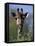 Close-up of Giraffe Feeding, South Africa-William Sutton-Framed Premier Image Canvas