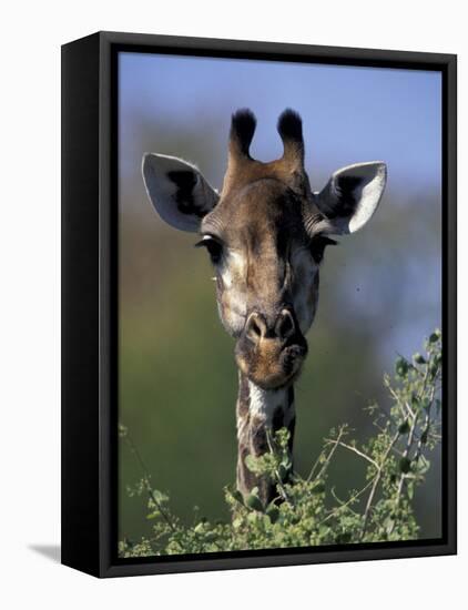 Close-up of Giraffe Feeding, South Africa-William Sutton-Framed Premier Image Canvas