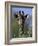 Close-up of Giraffe Feeding, South Africa-William Sutton-Framed Photographic Print