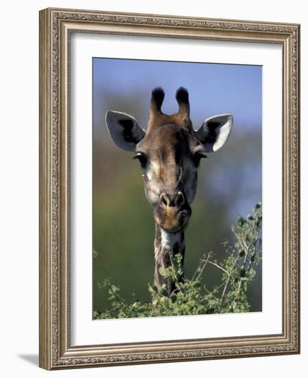 Close-up of Giraffe Feeding, South Africa-William Sutton-Framed Photographic Print