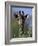 Close-up of Giraffe Feeding, South Africa-William Sutton-Framed Photographic Print