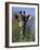 Close-up of Giraffe Feeding, South Africa-William Sutton-Framed Photographic Print