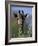 Close-up of Giraffe Feeding, South Africa-William Sutton-Framed Photographic Print