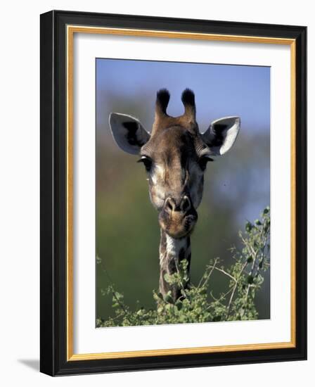 Close-up of Giraffe Feeding, South Africa-William Sutton-Framed Photographic Print