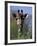 Close-up of Giraffe Feeding, South Africa-William Sutton-Framed Photographic Print