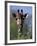 Close-up of Giraffe Feeding, South Africa-William Sutton-Framed Photographic Print