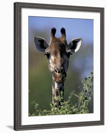 Close-up of Giraffe Feeding, South Africa-William Sutton-Framed Photographic Print