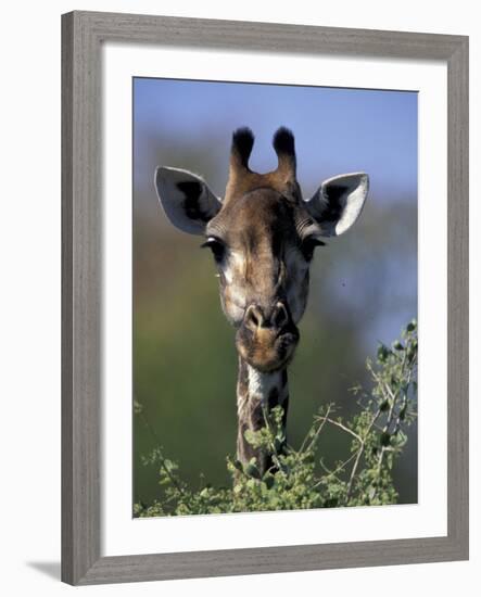 Close-up of Giraffe Feeding, South Africa-William Sutton-Framed Photographic Print