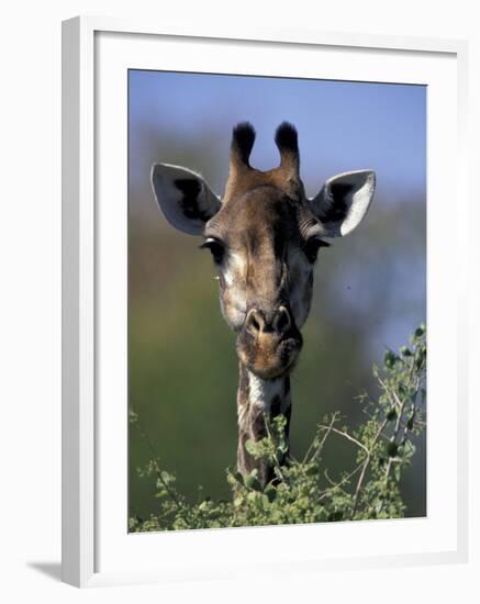 Close-up of Giraffe Feeding, South Africa-William Sutton-Framed Photographic Print