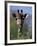 Close-up of Giraffe Feeding, South Africa-William Sutton-Framed Photographic Print