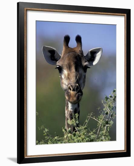 Close-up of Giraffe Feeding, South Africa-William Sutton-Framed Photographic Print