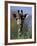 Close-up of Giraffe Feeding, South Africa-William Sutton-Framed Photographic Print