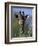 Close-up of Giraffe Feeding, South Africa-William Sutton-Framed Photographic Print