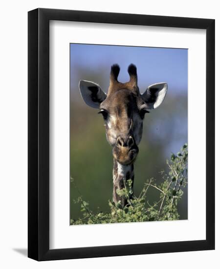 Close-up of Giraffe Feeding, South Africa-William Sutton-Framed Photographic Print