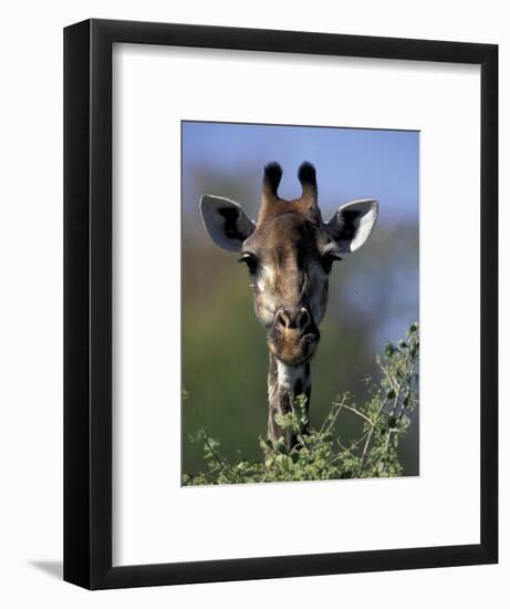 Close-up of Giraffe Feeding, South Africa-William Sutton-Framed Photographic Print