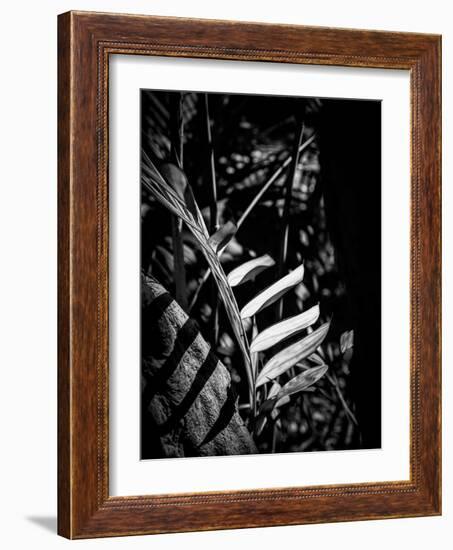 Close-up of glowing leaves, California, USA-Panoramic Images-Framed Photographic Print