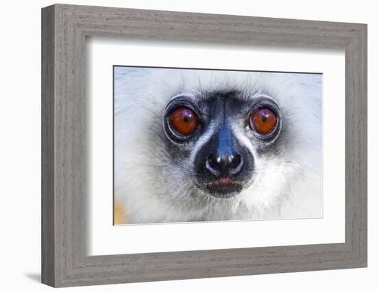 Close up of golden diademed sifaka (Propithecus diadema),Madagascar-Panoramic Images-Framed Photographic Print