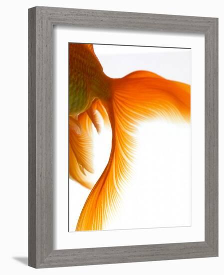 Close-up of Goldfish Tail-Mark Mawson-Framed Photographic Print