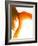 Close-up of Goldfish Tail-Mark Mawson-Framed Photographic Print