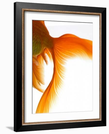 Close-up of Goldfish Tail-Mark Mawson-Framed Photographic Print