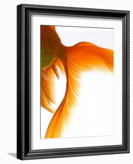 Close-up of Goldfish Tail-Mark Mawson-Framed Photographic Print