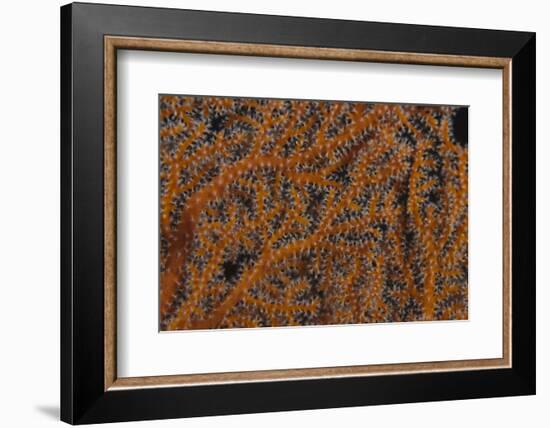 Close-Up of Gorgonian Sea Fan Polyps Feeding-Stocktrek Images-Framed Photographic Print