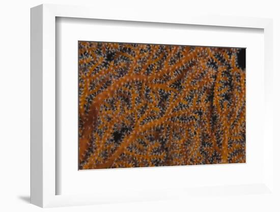 Close-Up of Gorgonian Sea Fan Polyps Feeding-Stocktrek Images-Framed Photographic Print