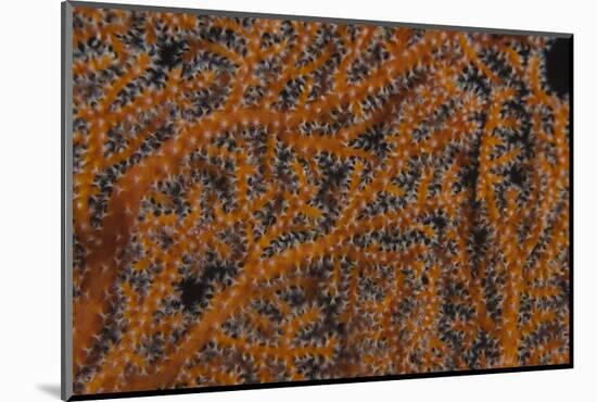 Close-Up of Gorgonian Sea Fan Polyps Feeding-Stocktrek Images-Mounted Photographic Print