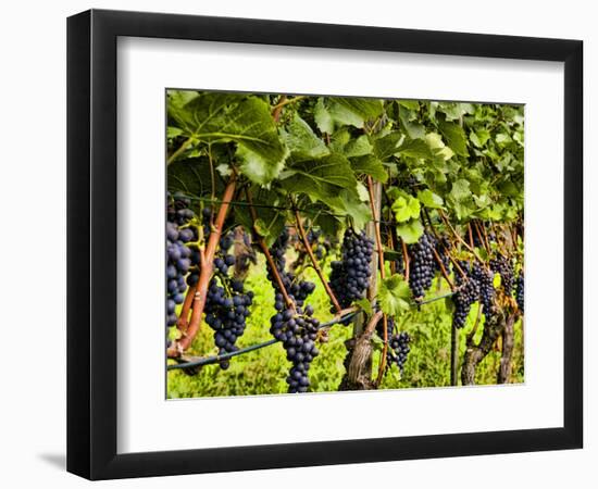 Close Up of Grapes at Hofkellerei Winery, Liechtenstein-Bill Bachmann-Framed Photographic Print