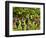 Close Up of Grapes at Hofkellerei Winery, Liechtenstein-Bill Bachmann-Framed Photographic Print