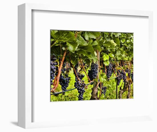 Close Up of Grapes at Hofkellerei Winery, Liechtenstein-Bill Bachmann-Framed Photographic Print