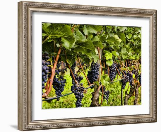 Close Up of Grapes at Hofkellerei Winery, Liechtenstein-Bill Bachmann-Framed Photographic Print