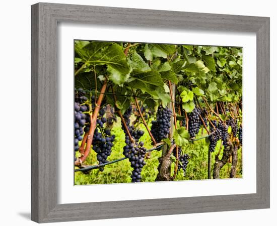 Close Up of Grapes at Hofkellerei Winery, Liechtenstein-Bill Bachmann-Framed Photographic Print