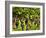 Close Up of Grapes at Hofkellerei Winery, Liechtenstein-Bill Bachmann-Framed Photographic Print