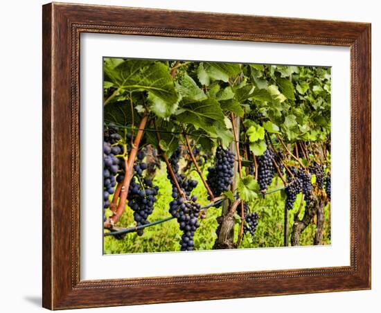 Close Up of Grapes at Hofkellerei Winery, Liechtenstein-Bill Bachmann-Framed Photographic Print