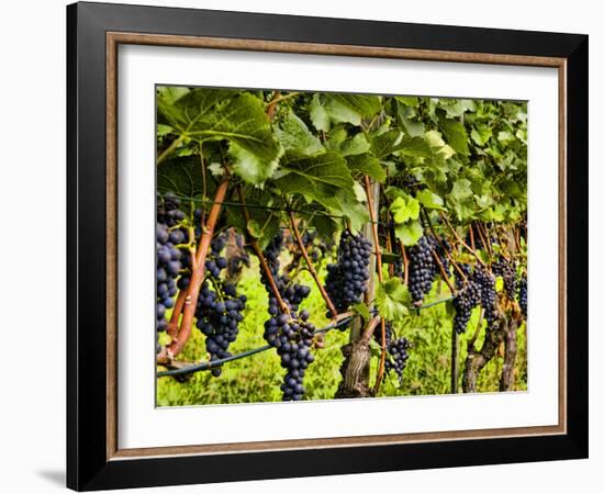 Close Up of Grapes at Hofkellerei Winery, Liechtenstein-Bill Bachmann-Framed Photographic Print