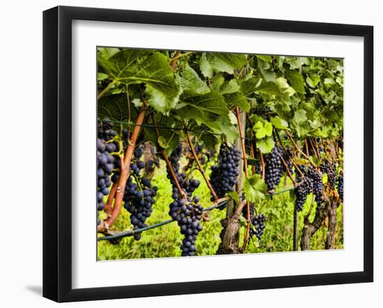 Close Up of Grapes at Hofkellerei Winery, Liechtenstein-Bill Bachmann-Framed Photographic Print