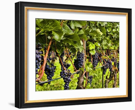 Close Up of Grapes at Hofkellerei Winery, Liechtenstein-Bill Bachmann-Framed Photographic Print