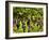 Close Up of Grapes at Hofkellerei Winery, Liechtenstein-Bill Bachmann-Framed Photographic Print