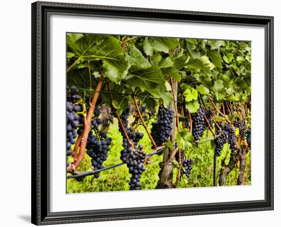 Close Up of Grapes at Hofkellerei Winery, Liechtenstein-Bill Bachmann-Framed Photographic Print