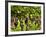 Close Up of Grapes at Hofkellerei Winery, Liechtenstein-Bill Bachmann-Framed Photographic Print